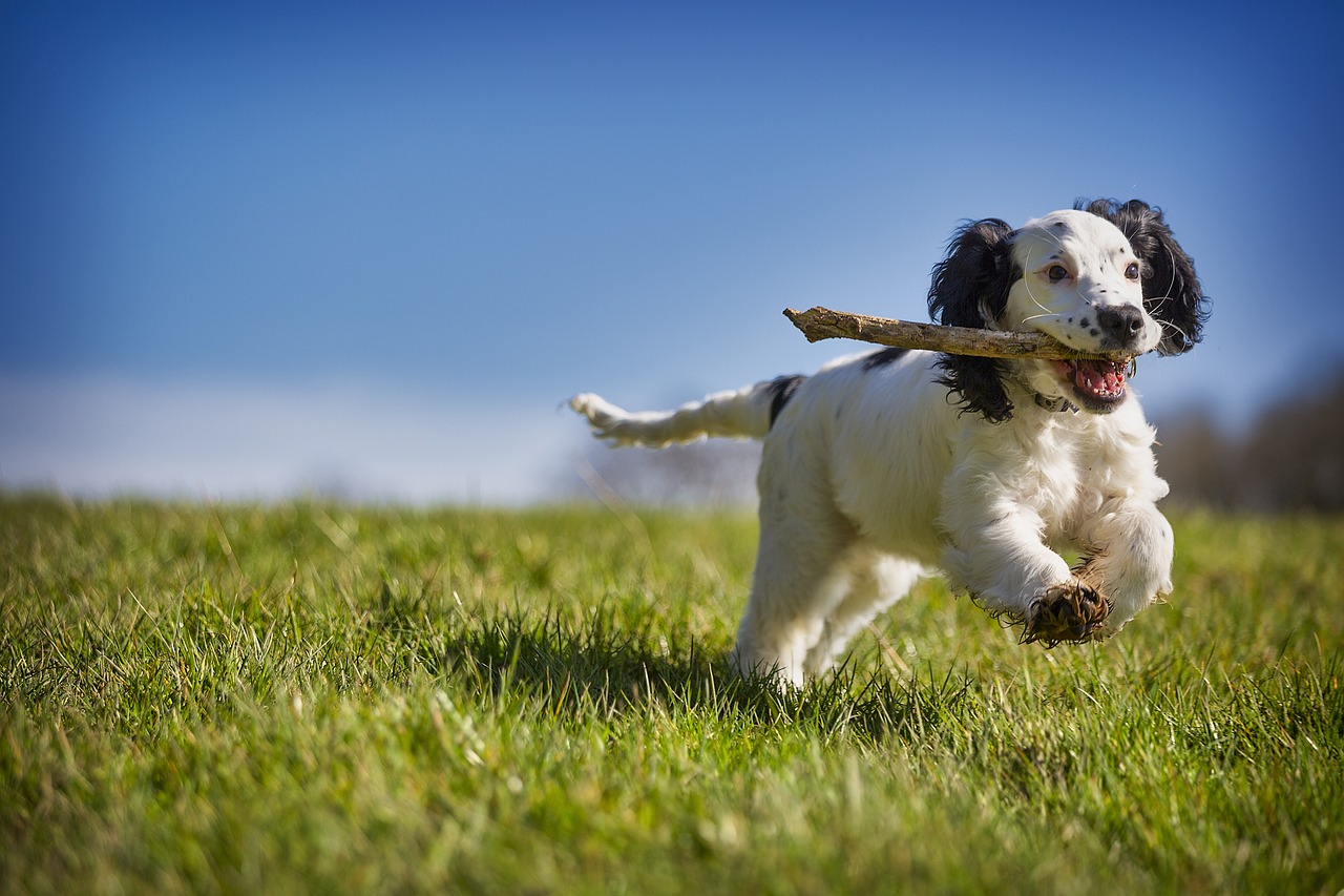 Agility